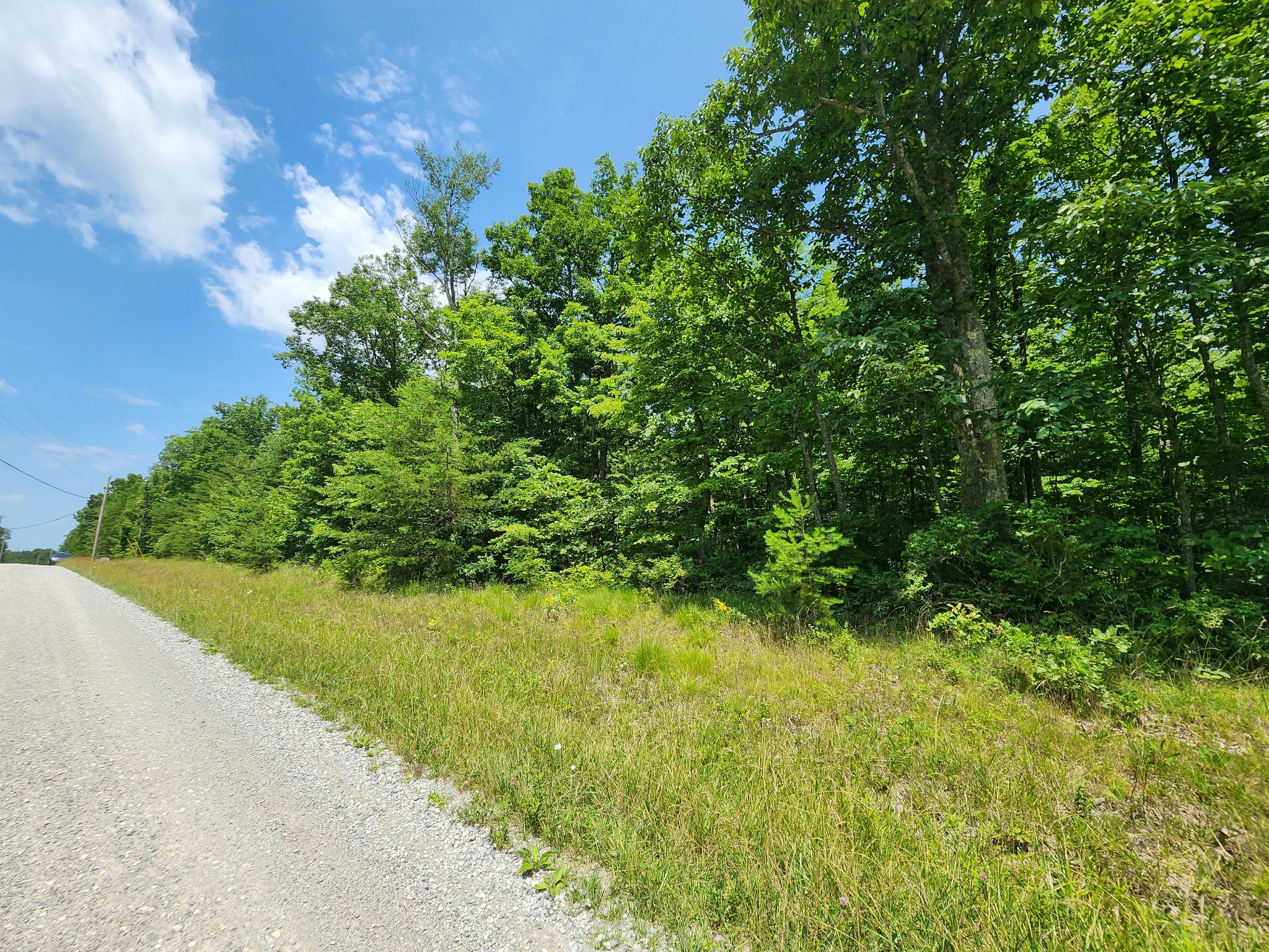 75 Hunters Trail Way Altamont, TN 37301 - Photo 37 of 51 a view of a yard with plants and a tree