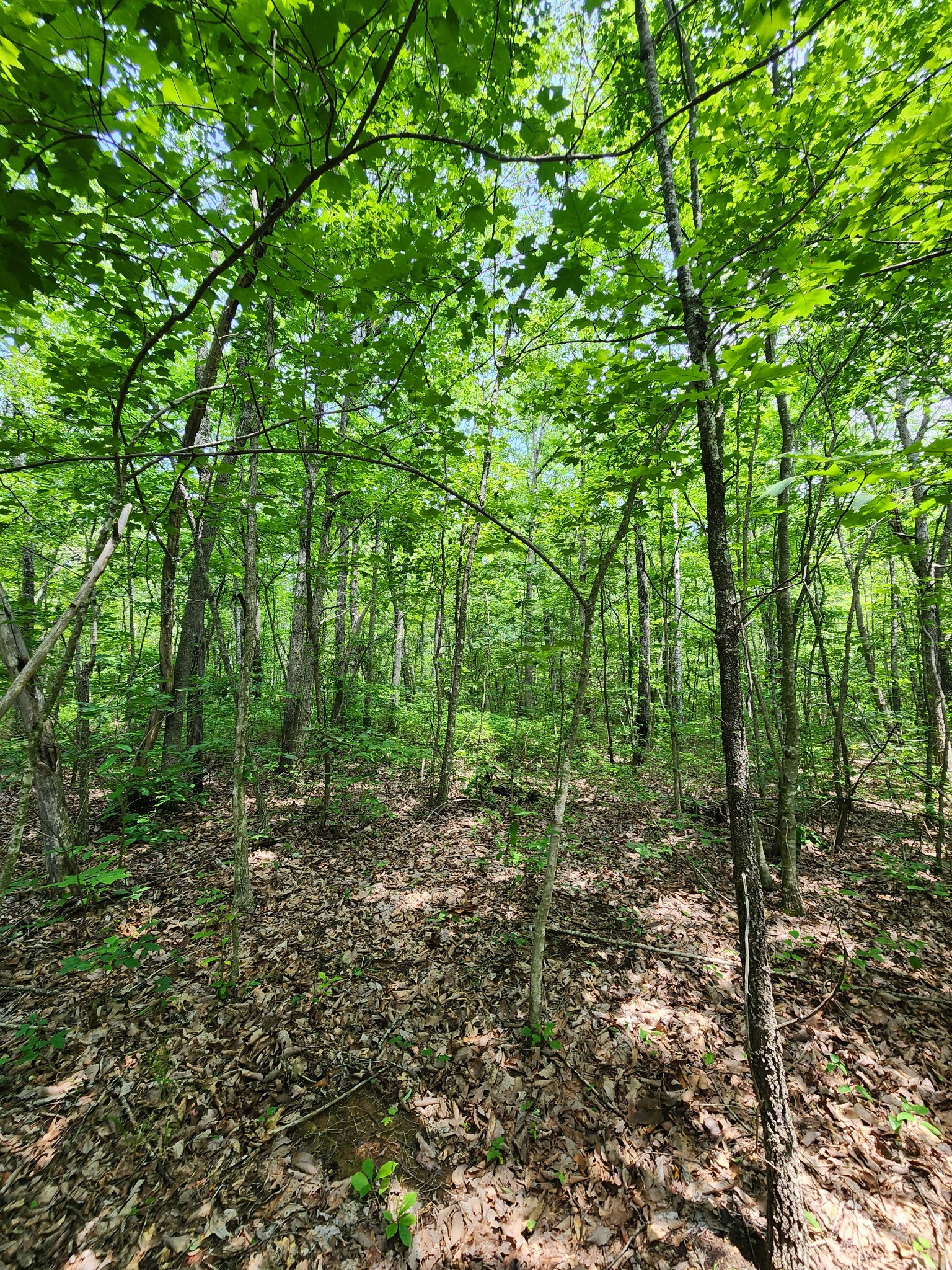 75 Hunters Trail Way Altamont, TN 37301 - Photo 38 of 51 a view of a forest with trees