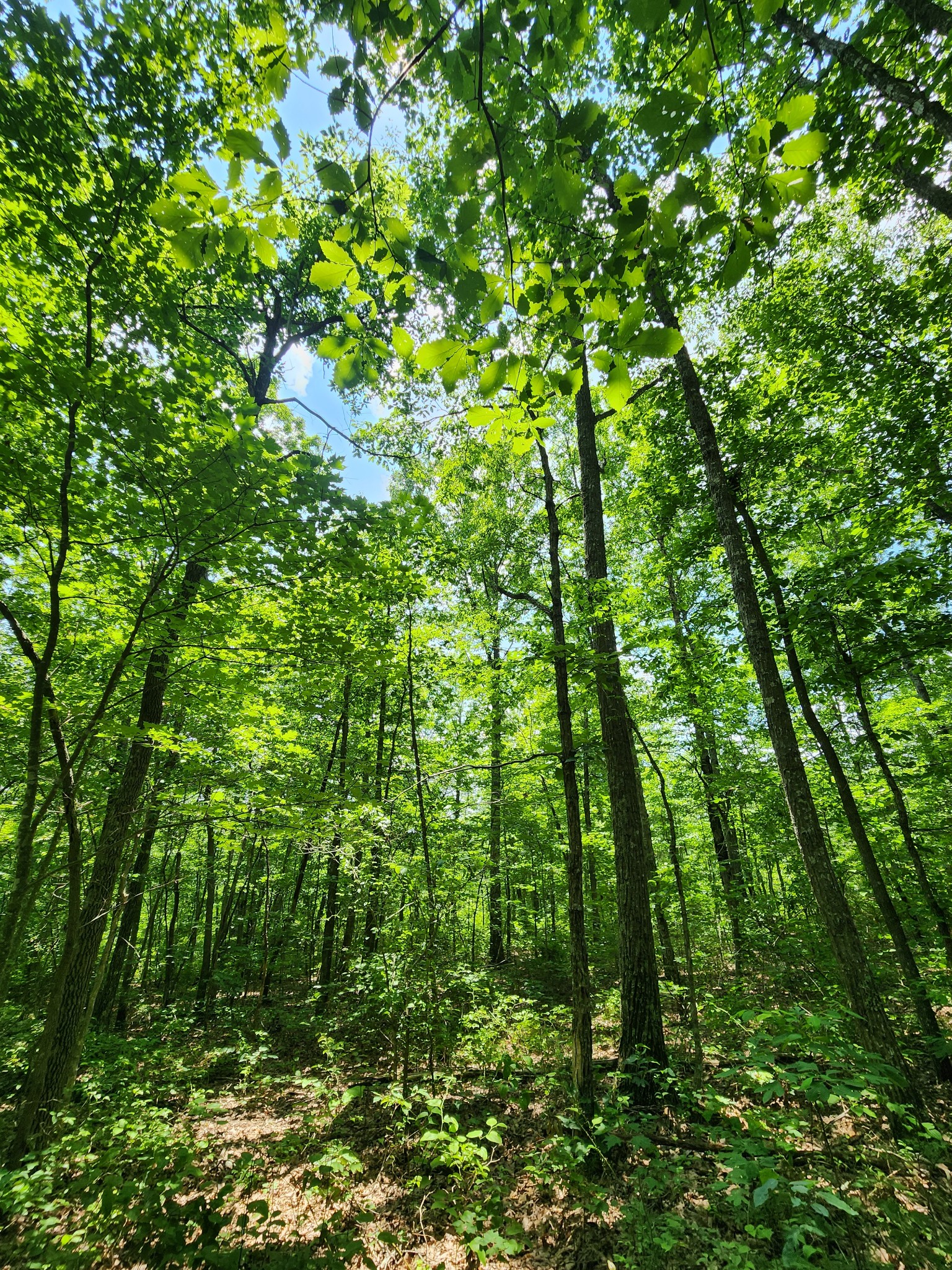 75 Hunters Trail Way Altamont, TN 37301 - Photo 39 of 51 a backyard of a house with lots of green space