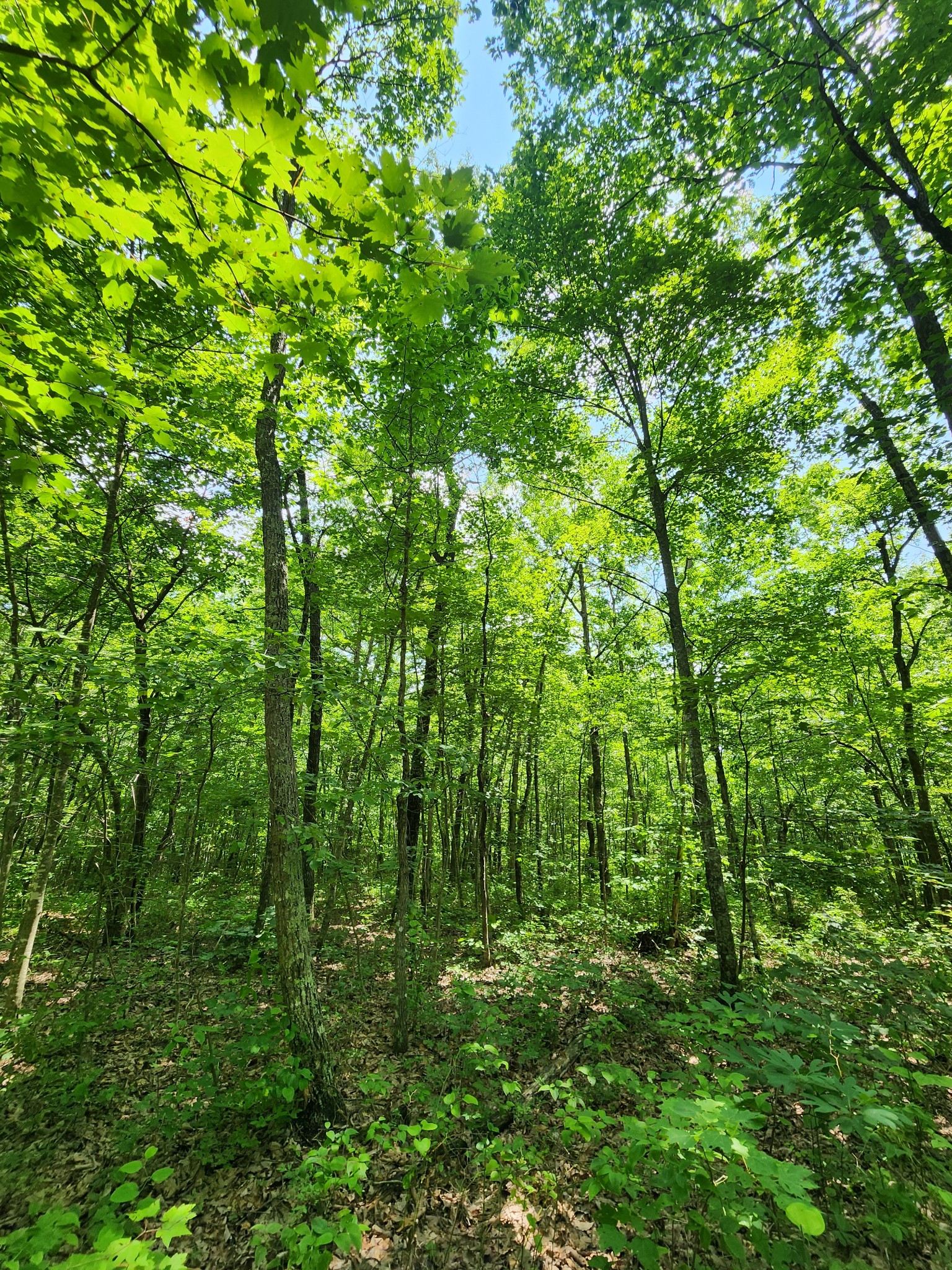 75 Hunters Trail Way Altamont, TN 37301 - Photo 40 of 51 a view of a lush green forest