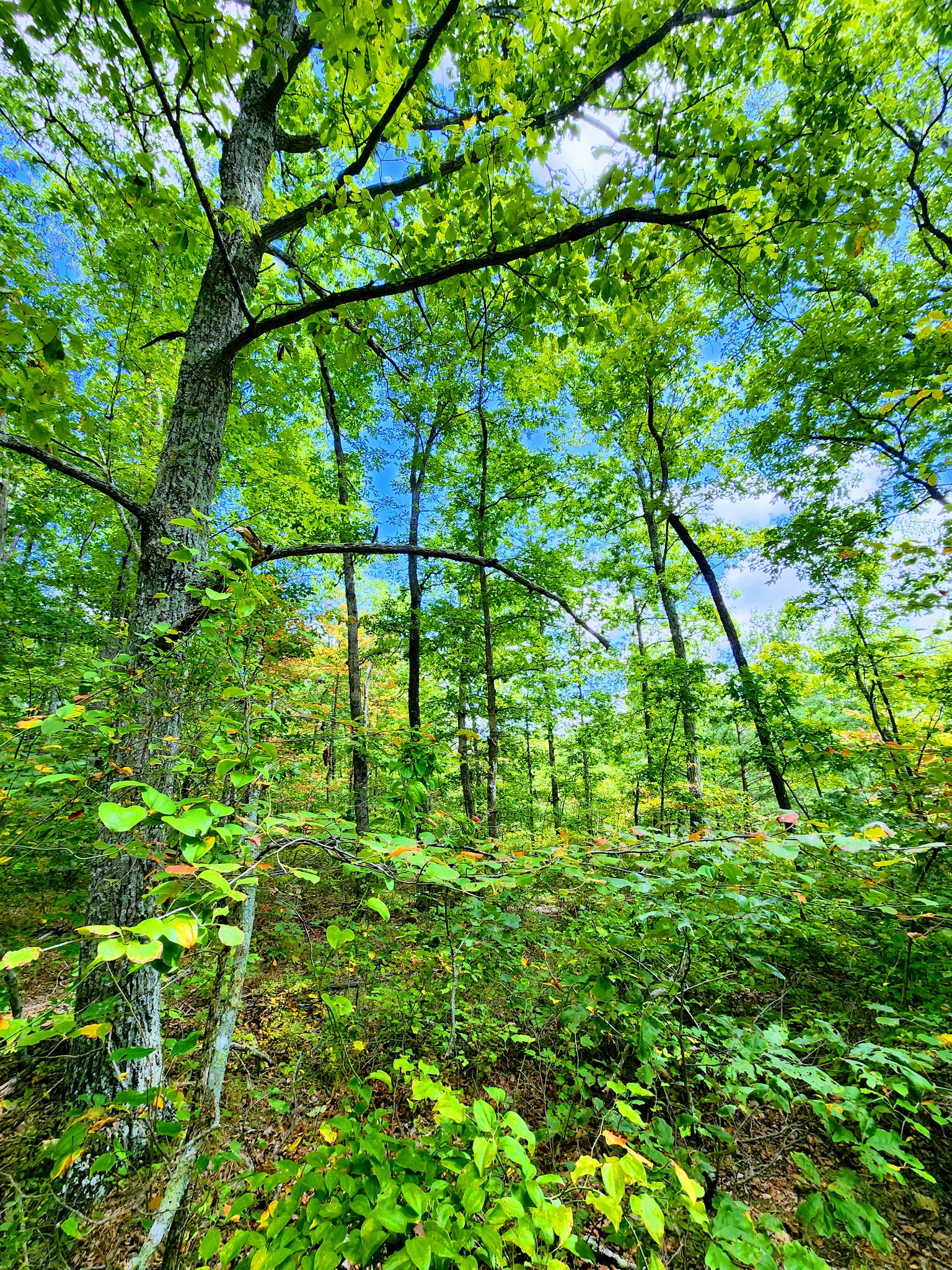 75 Hunters Trail Way Altamont, TN 37301 - Photo 4 of 51 a backyard of a house with lots of green tree