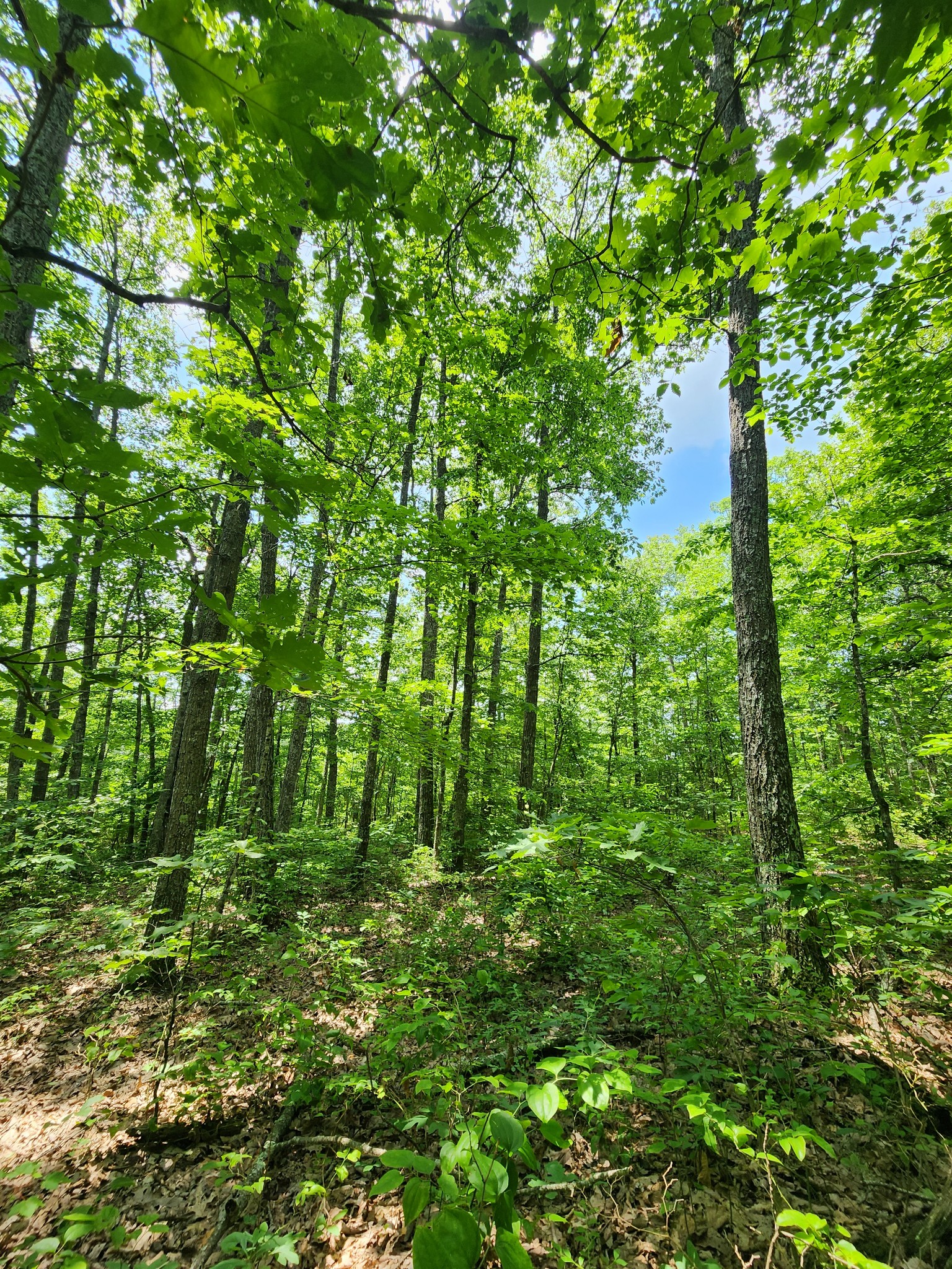 75 Hunters Trail Way Altamont, TN 37301 - Photo 41 of 51 a backyard of a house with lots of green space