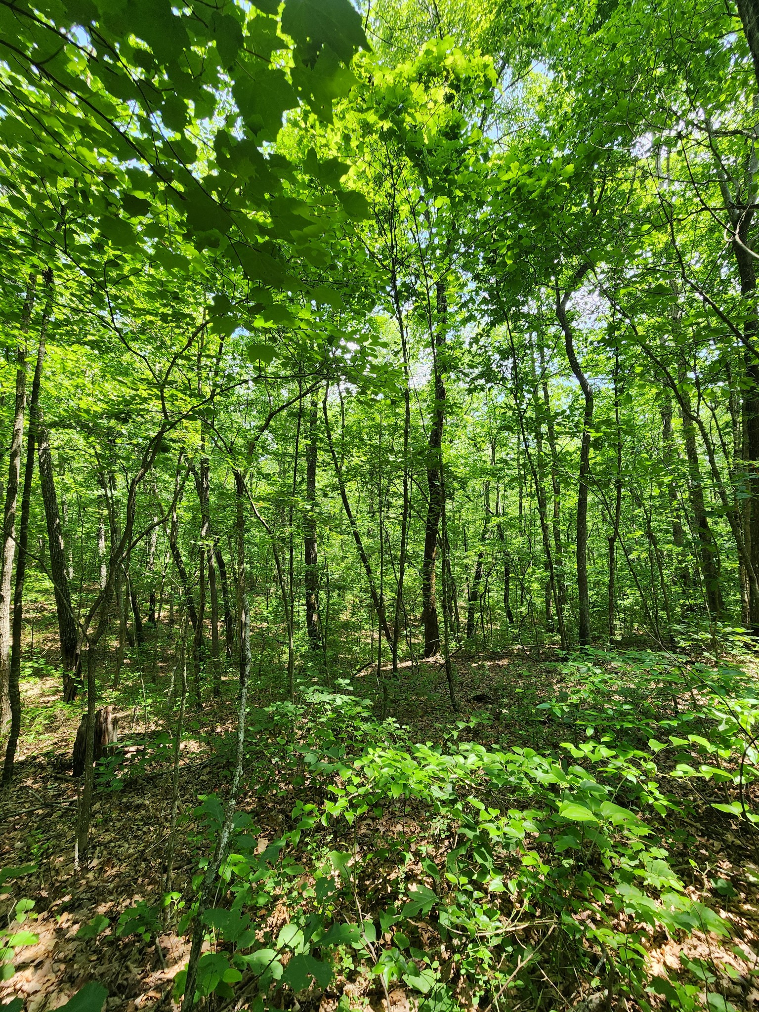 75 Hunters Trail Way Altamont, TN 37301 - Photo 42 of 51 a view of a lush green forest