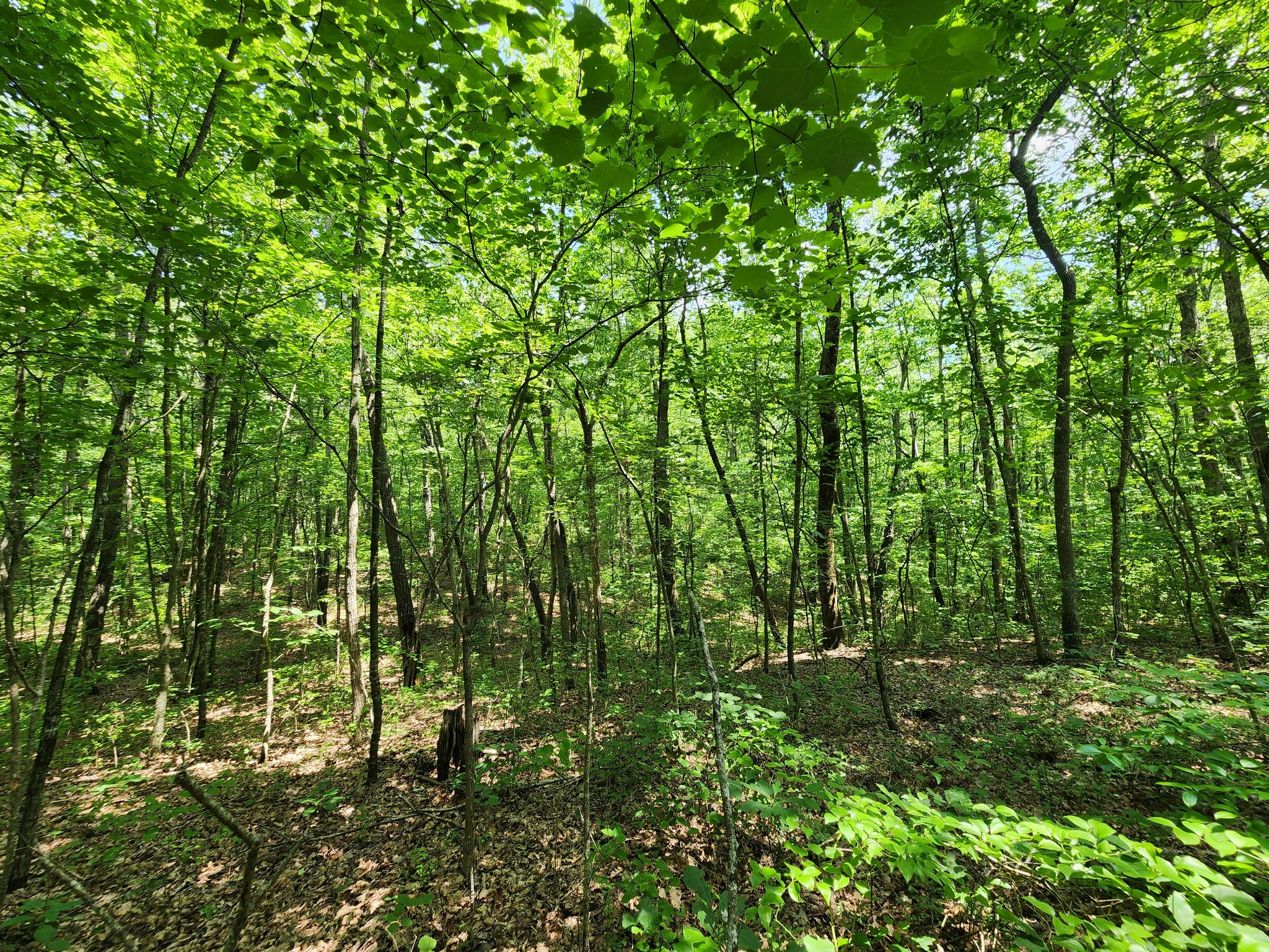 75 Hunters Trail Way Altamont, TN 37301 - Photo 43 of 51