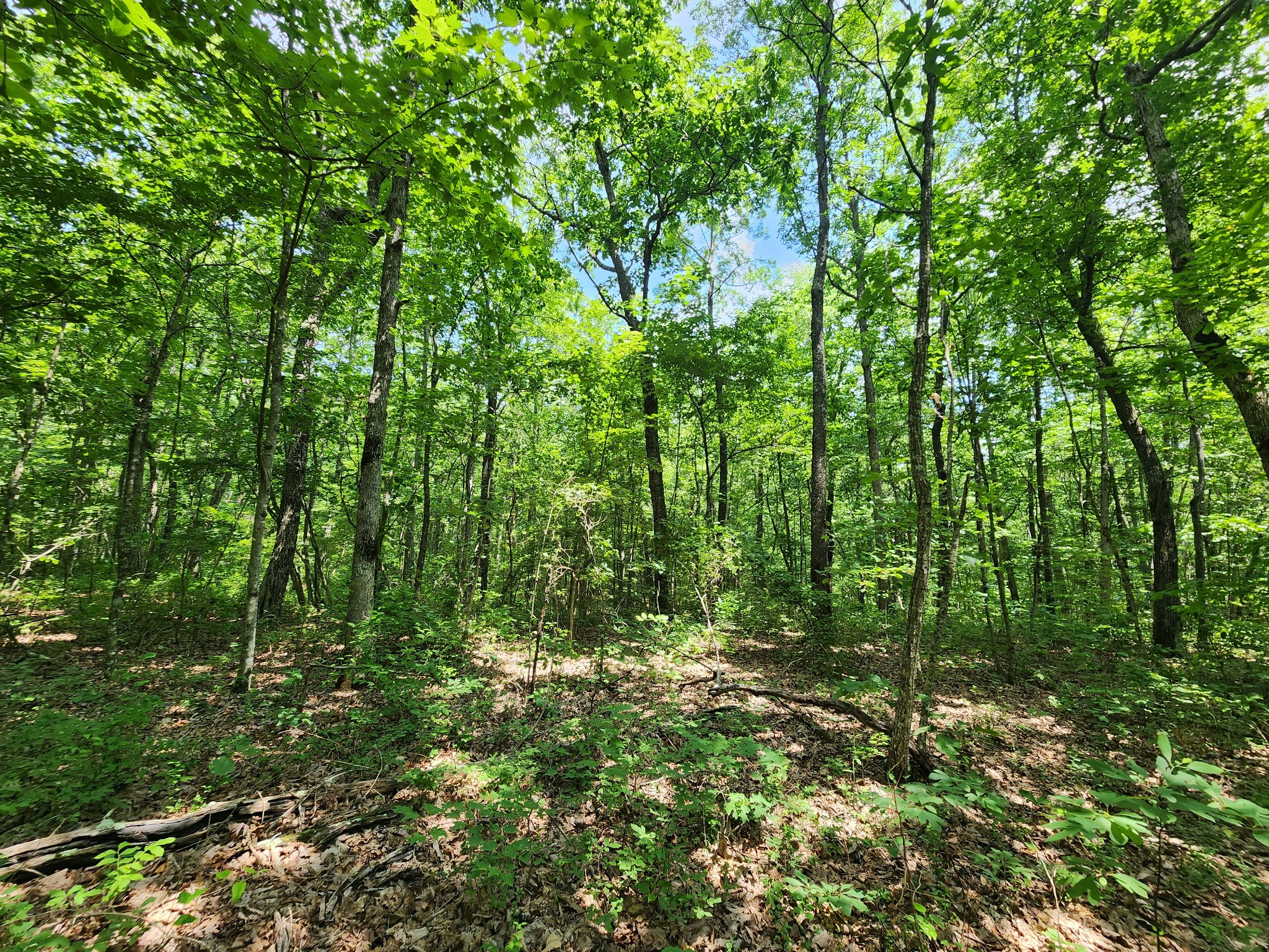75 Hunters Trail Way Altamont, TN 37301 - Photo 44 of 51 a view of a lush green forest