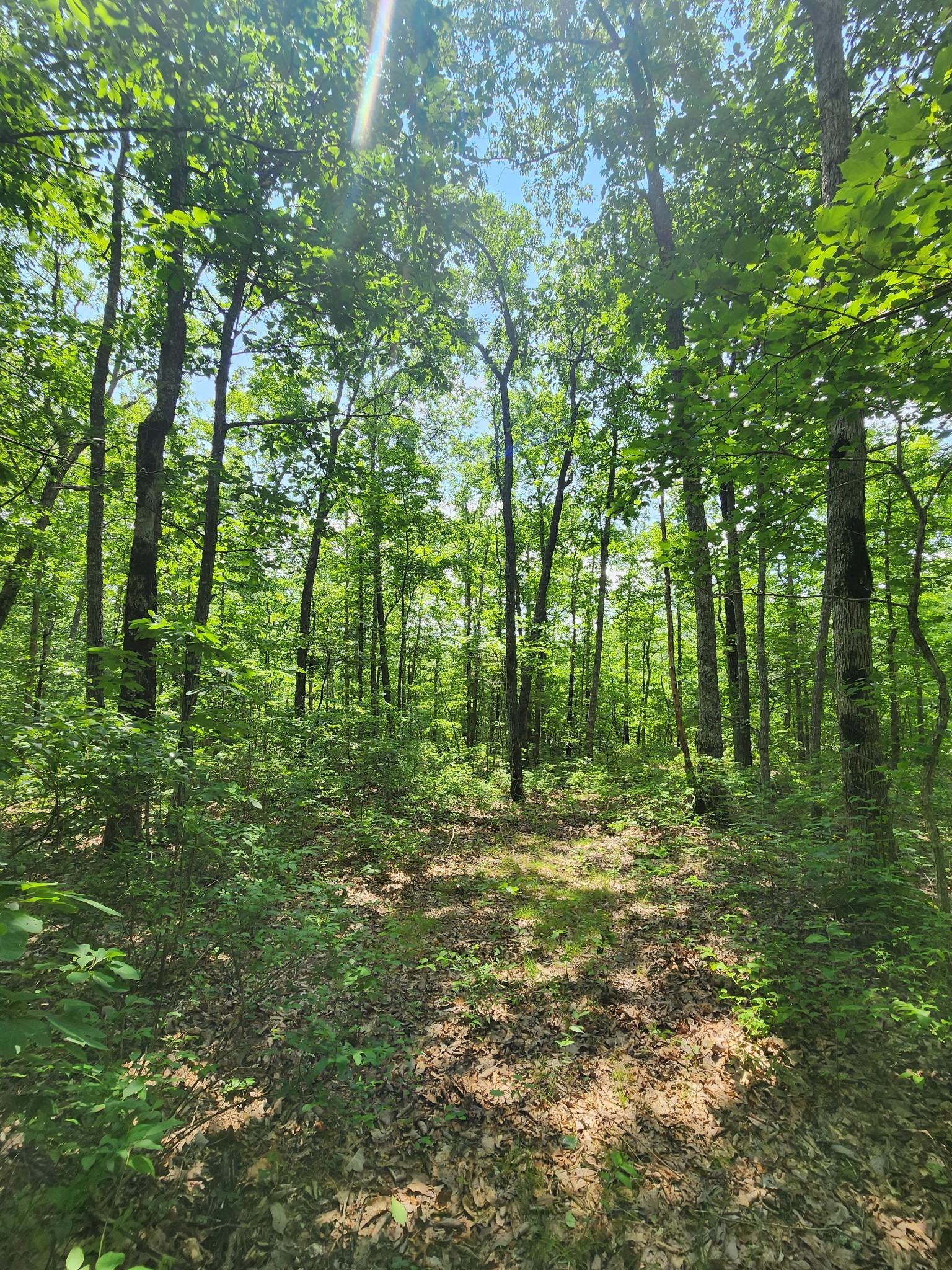 75 Hunters Trail Way Altamont, TN 37301 - Photo 45 of 51 a big yard with lots of green space and trees