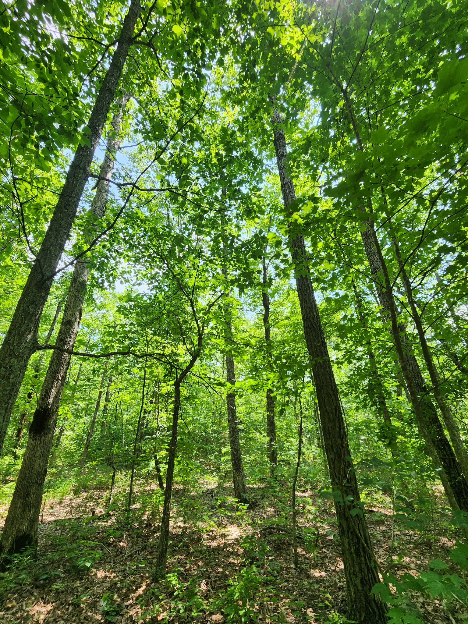 75 Hunters Trail Way Altamont, TN 37301 - Photo 46 of 51 a backyard of a house with lots of green space