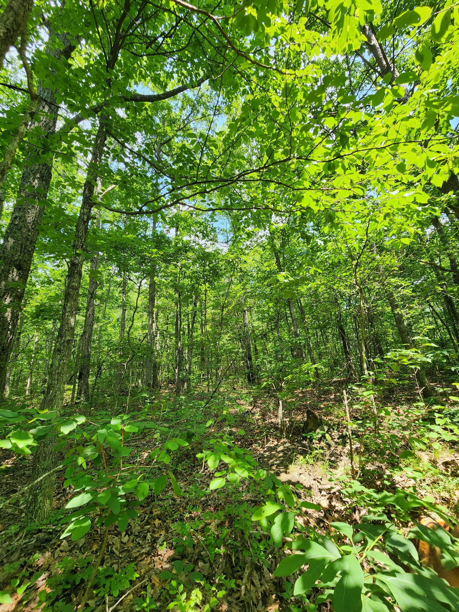 75 Hunters Trail Way Altamont, TN 37301 - Photo 47 of 51 a view of a lush green forest