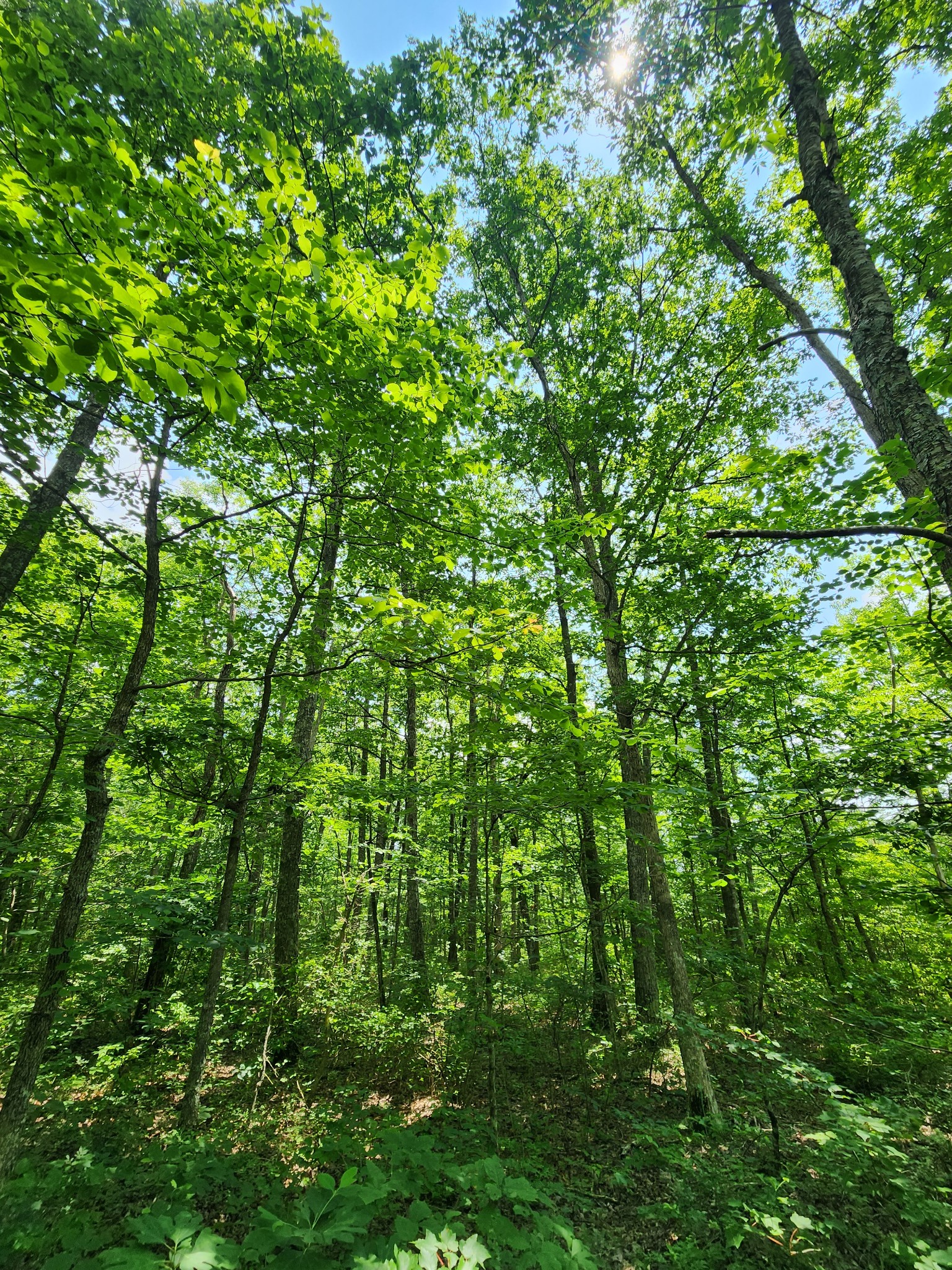 75 Hunters Trail Way Altamont, TN 37301 - Photo 48 of 51 a view of a lush green forest