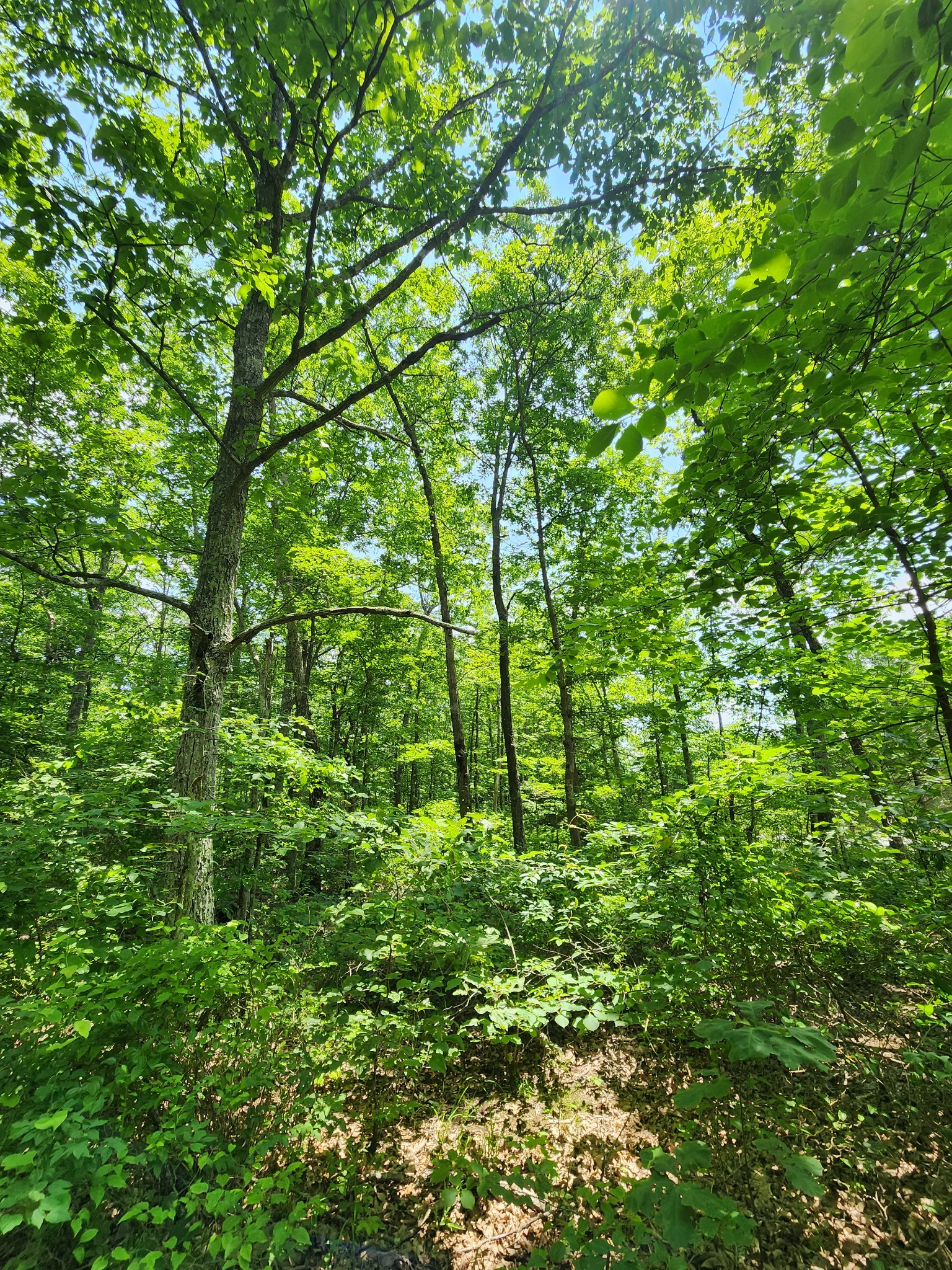 75 Hunters Trail Way Altamont, TN 37301 - Photo 49 of 51 a backyard of a house with lots of green space
