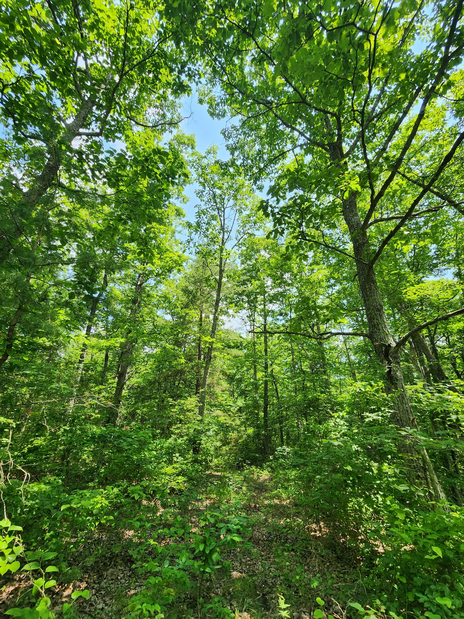 75 Hunters Trail Way Altamont, TN 37301 - Photo 50 of 51 a view of a lush green forest