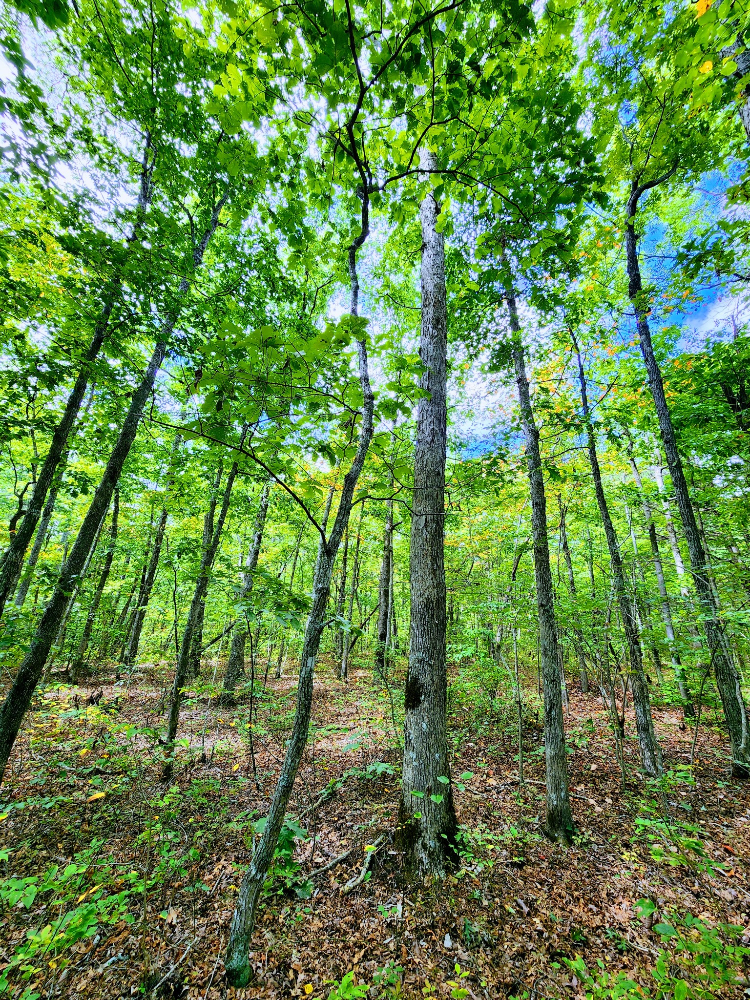 75 Hunters Trail Way Altamont, TN 37301 - Photo 5 of 51 a backyard of a house with lots of green space