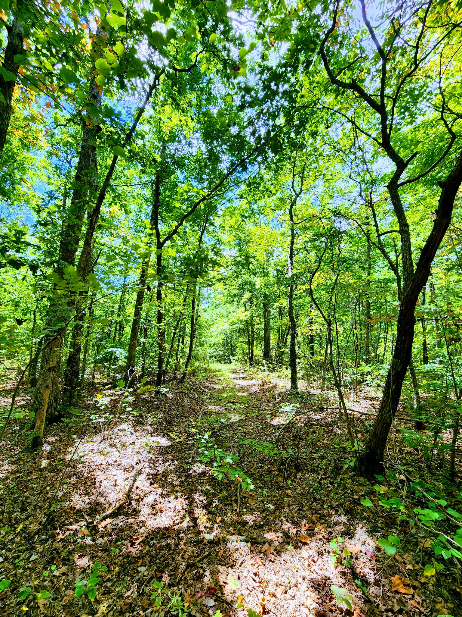 75 Hunters Trail Way Altamont, TN 37301 - Photo 6 of 51 a big yard with lots of green space and trees