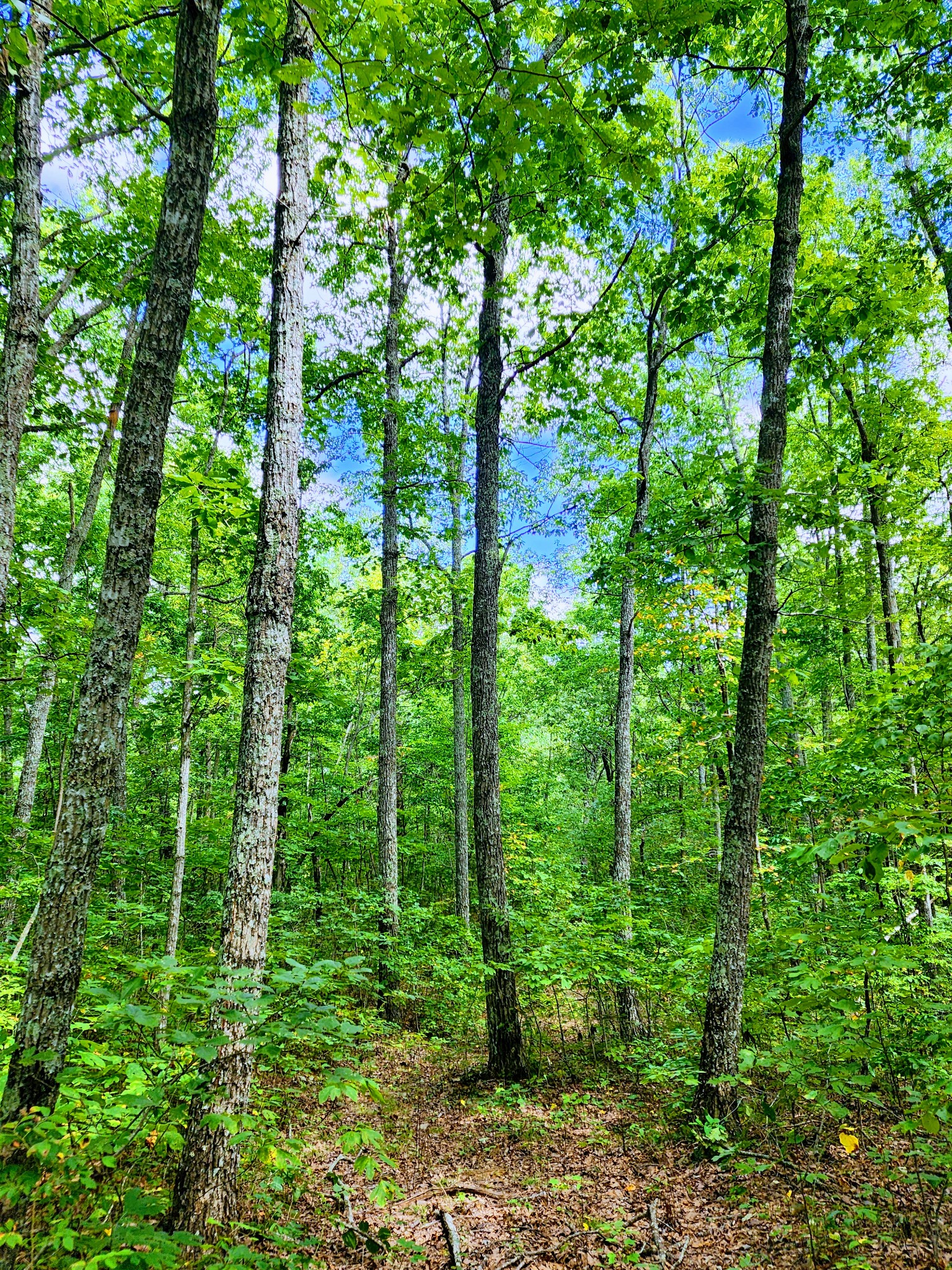 75 Hunters Trail Way Altamont, TN 37301 - Photo 7 of 51 a view of forest