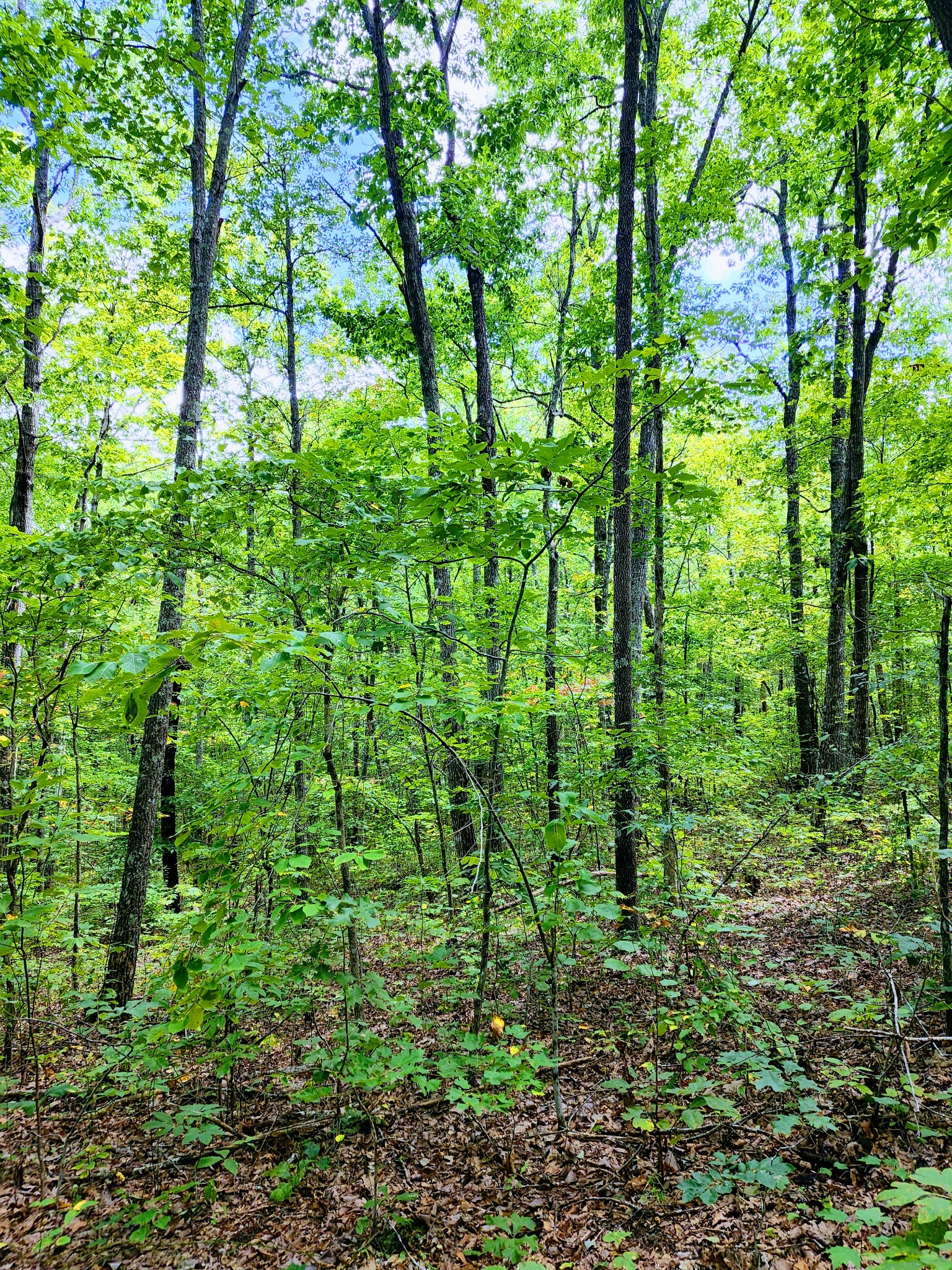 75 Hunters Trail Way Altamont, TN 37301 - Photo 8 of 51 a view of a garden