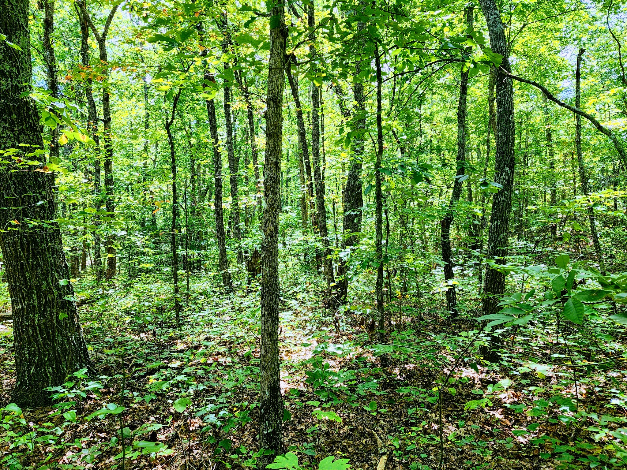 75 Hunters Trail Way Altamont, TN 37301 - Photo 9 of 51 a view of a lush green forest