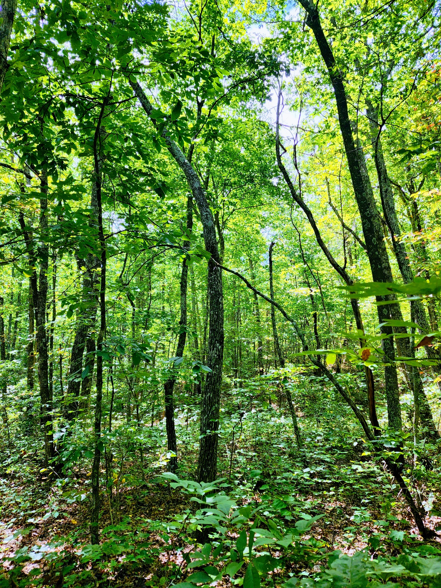 75 Hunters Trail Way Altamont, TN 37301 - Photo 10 of 51 a lush green forest with lots of trees