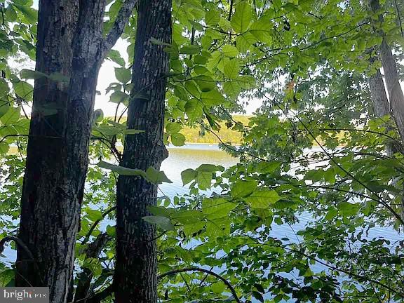 1180 Runaway Bay Road Lynch Station, VA 24571 - Photo 4 of 14 a view of tree