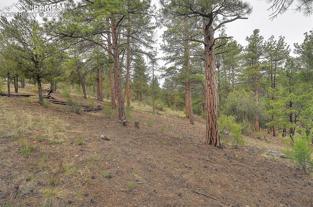 4330 Elkhorn Road Cotopaxi, CO 81223 - Photo 29 of 37 a view of a forest with trees in the background