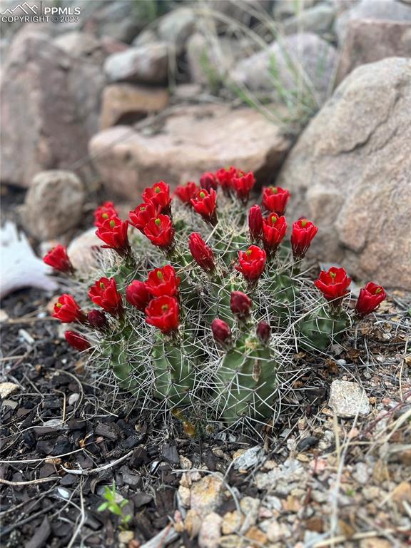 4330 Elkhorn Road Cotopaxi, CO 81223 - Photo 34 of 37 a view of a flower