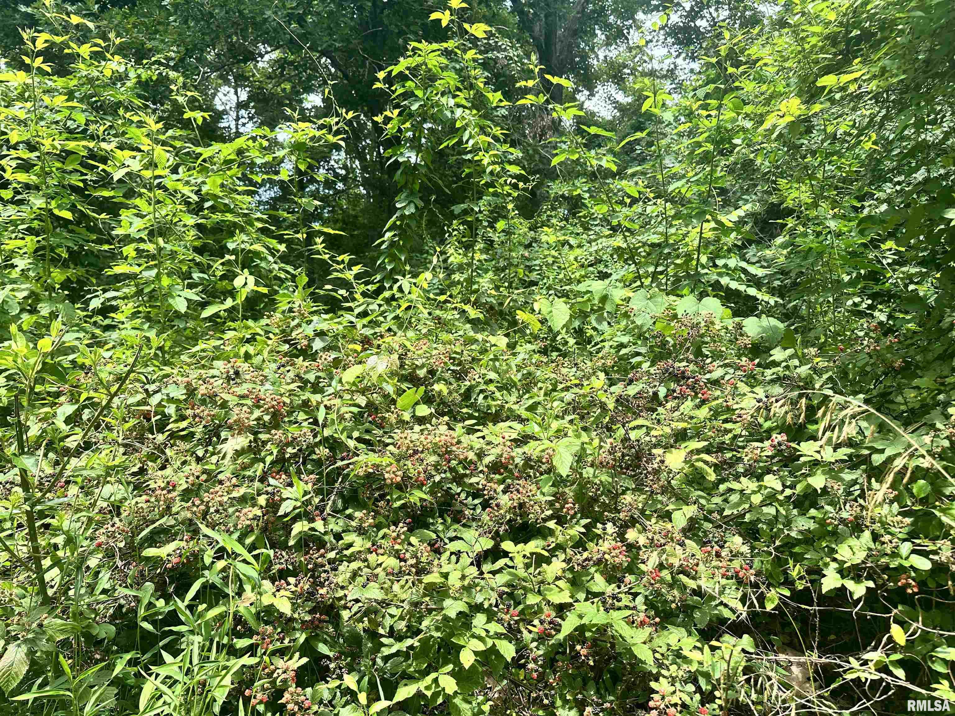 0 Knob Creek Road Carbondale, IL 62903 - Photo 11 of 16