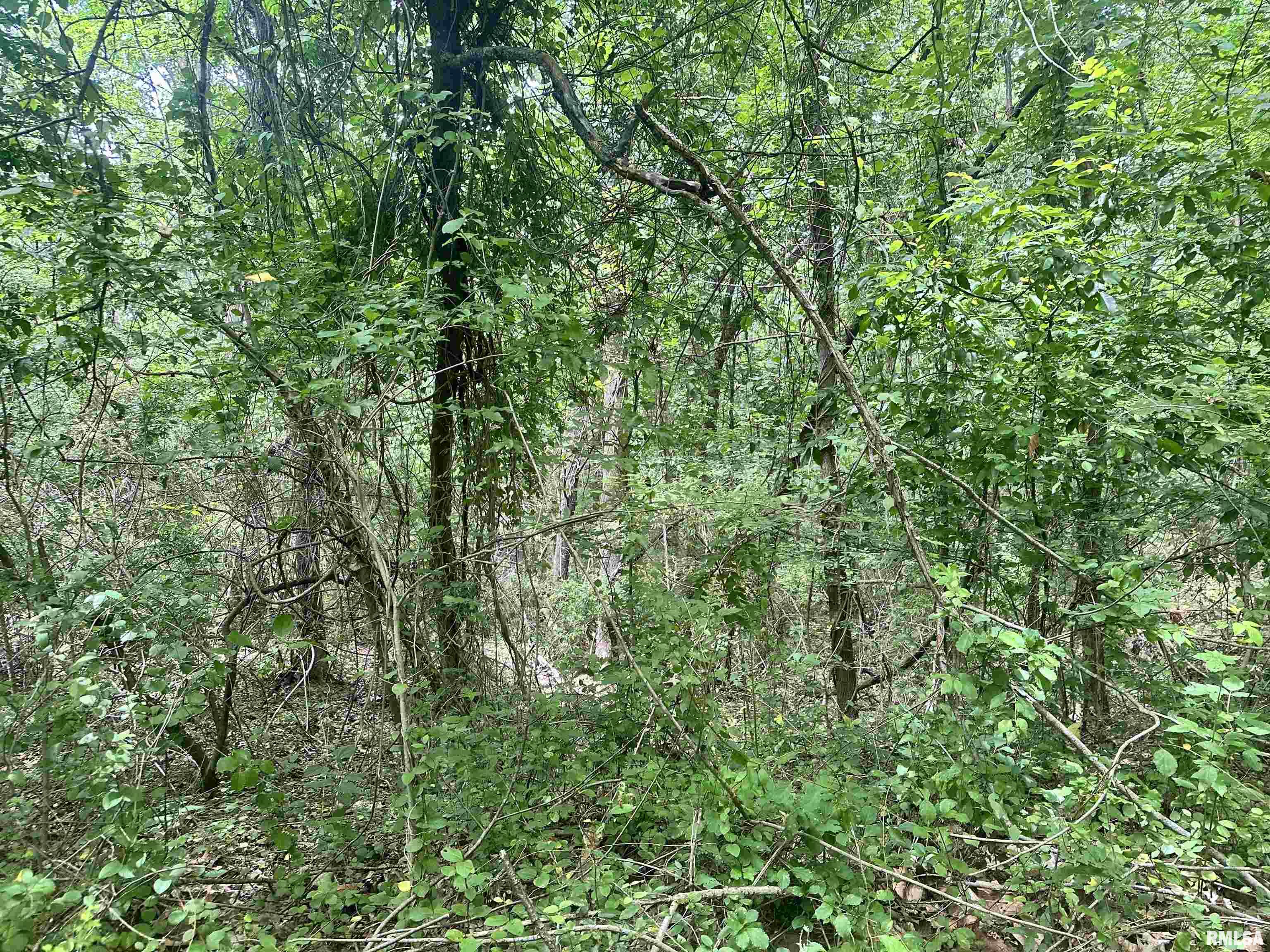 0 Knob Creek Road Carbondale, IL 62903 - Photo 3 of 16