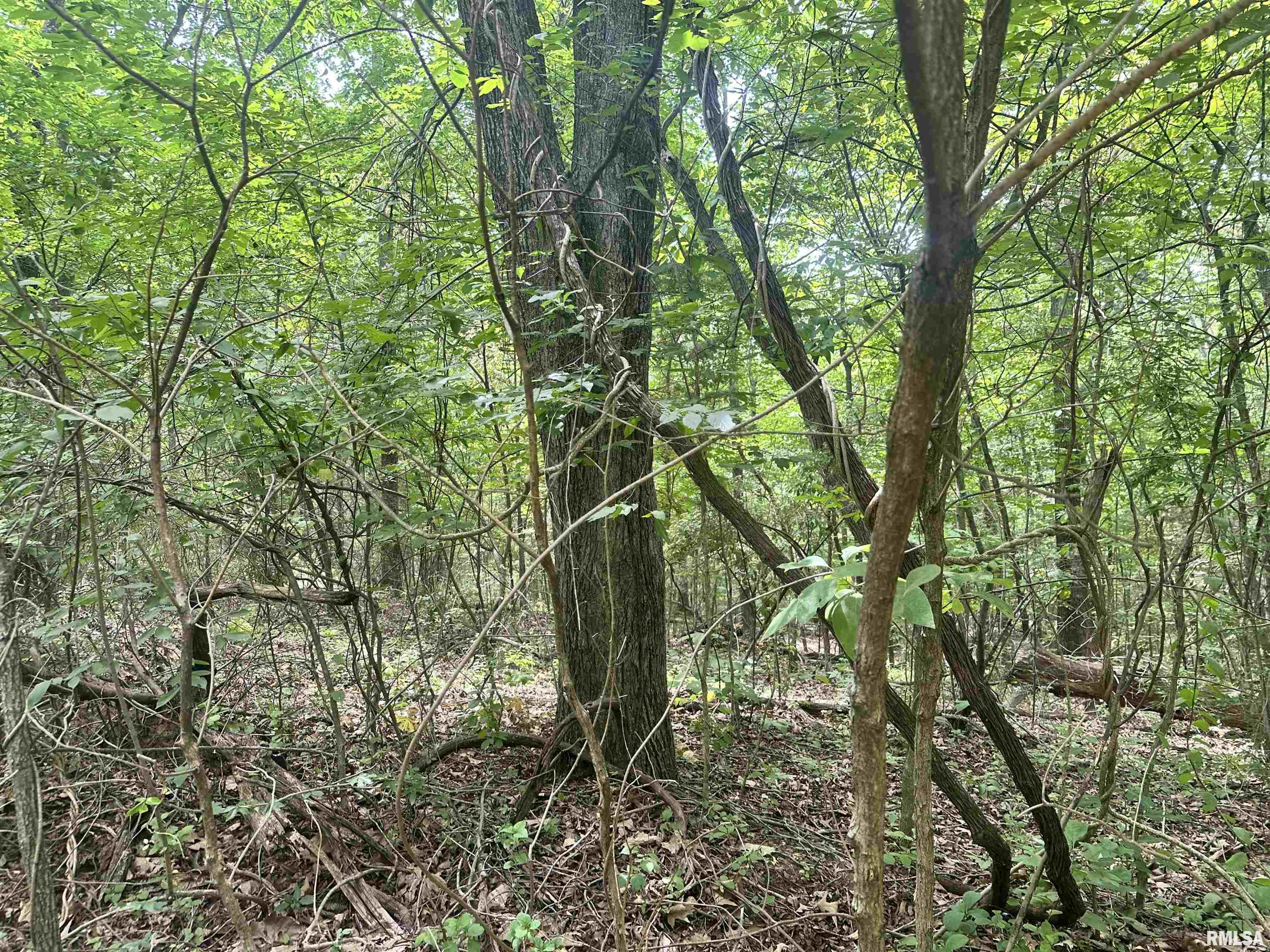 0 Knob Creek Road Carbondale, IL 62903 - Photo 7 of 16