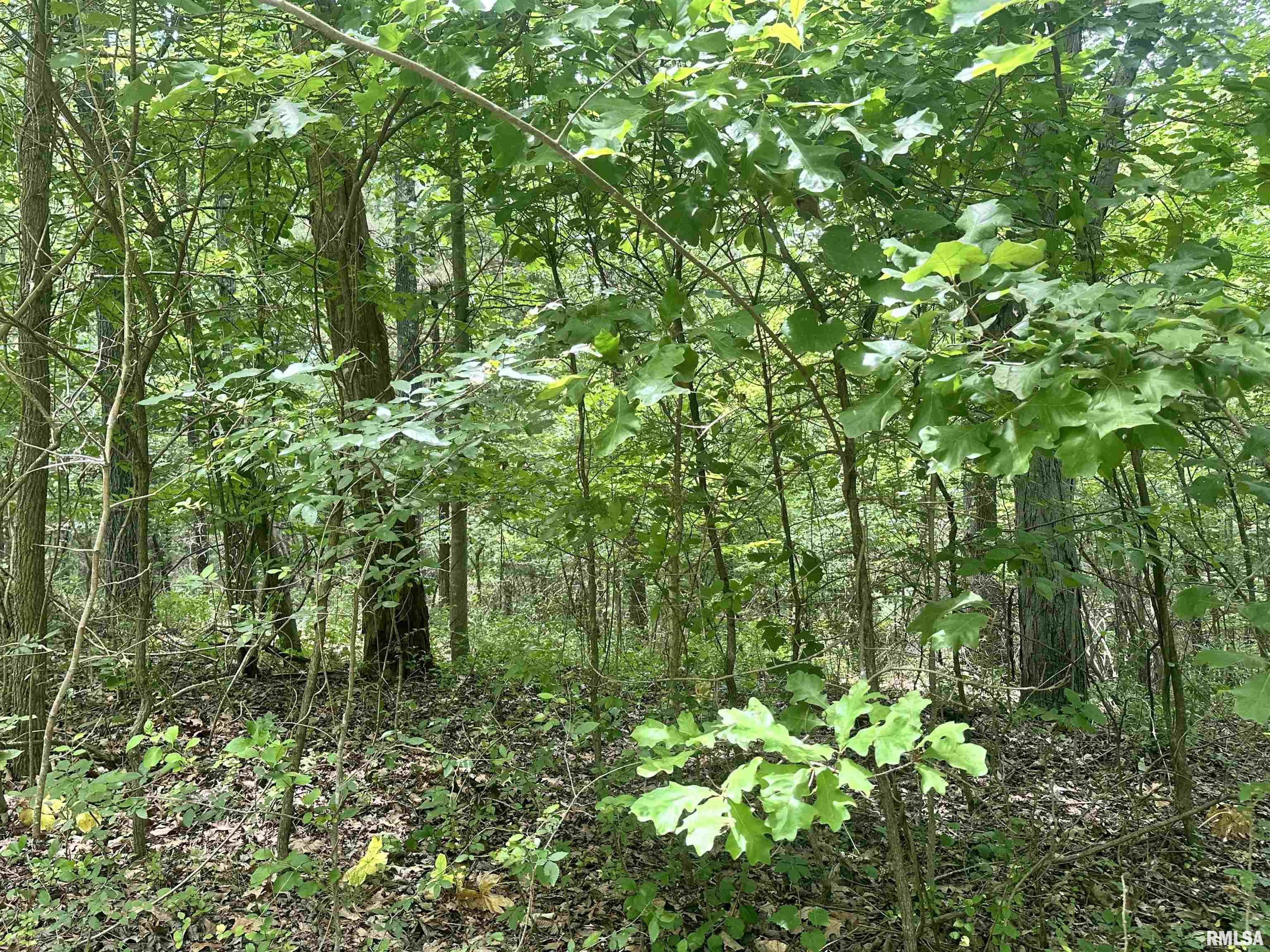 0 Knob Creek Road Carbondale, IL 62903 - Photo 9 of 16