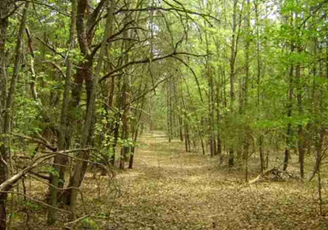 75-acres Mellrich Road Anderson, SC 29621 - Photo 2 of 3 Gallery Image 2