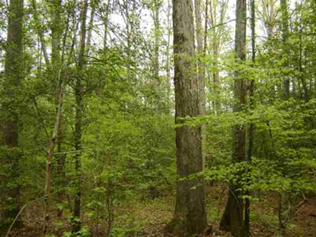 75-acres Mellrich Road Anderson, SC 29621 - Photo 3 of 3 Gallery Image 3