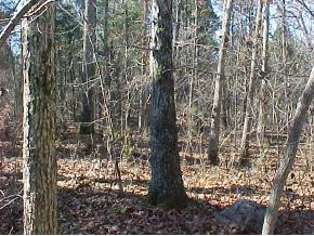 0 Knowling Loop Talbott, TN 37877 - Photo 7 of 9 Photo 7