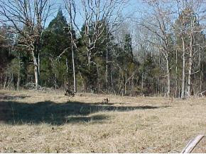 0 Knowling Loop Talbott, TN 37877 - Photo 8 of 9 Photo 8