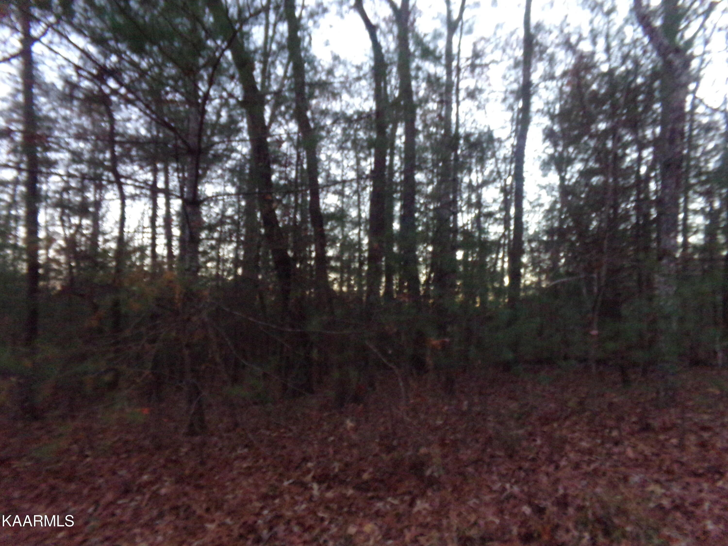 5009 Beaver Road Crossville, TN 38572 - Photo 11 of 11 Front of Lot