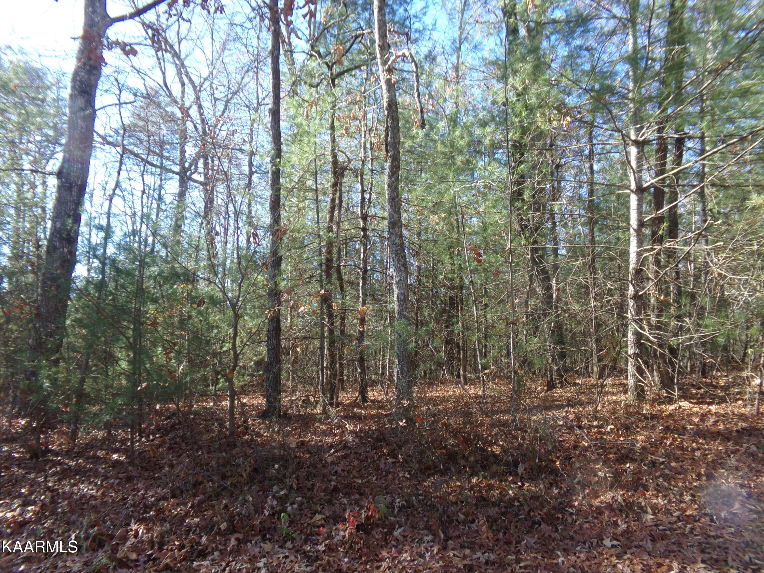5009 Beaver Road Crossville, TN 38572 - Photo 8 of 11 Level Lot