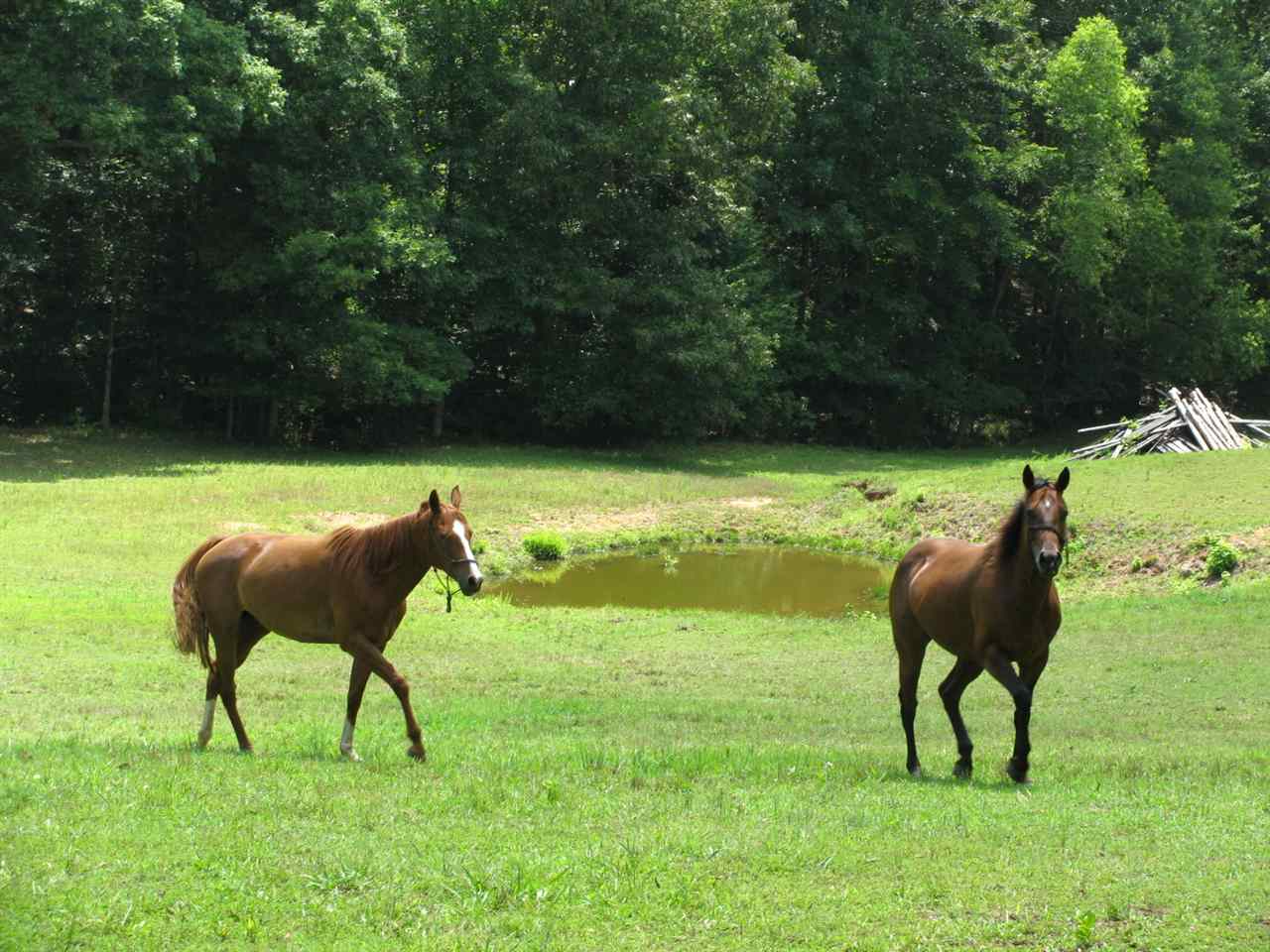 910 Taylor Road Morris Chapel, TN 38361 - Photo 14 of 20 Gallery Image 14