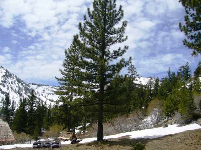 1735 Summer Place Olympic Valley, CA 96146 - Photo 6 of 6