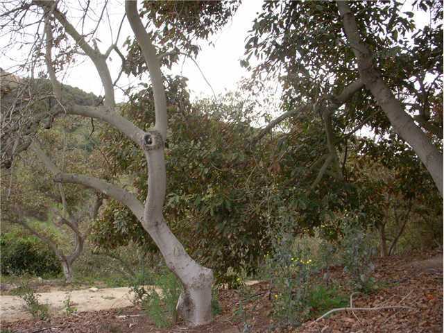 39686 Daily Road Fallbrook, CA 92028 - Photo 7 of 12