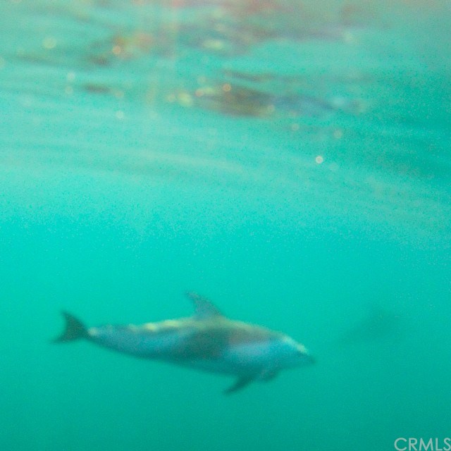 17 Cresta Verde Drive Rolling Hills Estates, CA 90274 - Photo 31 of 31 Rossi Dolphins, taken near Terranea resort.