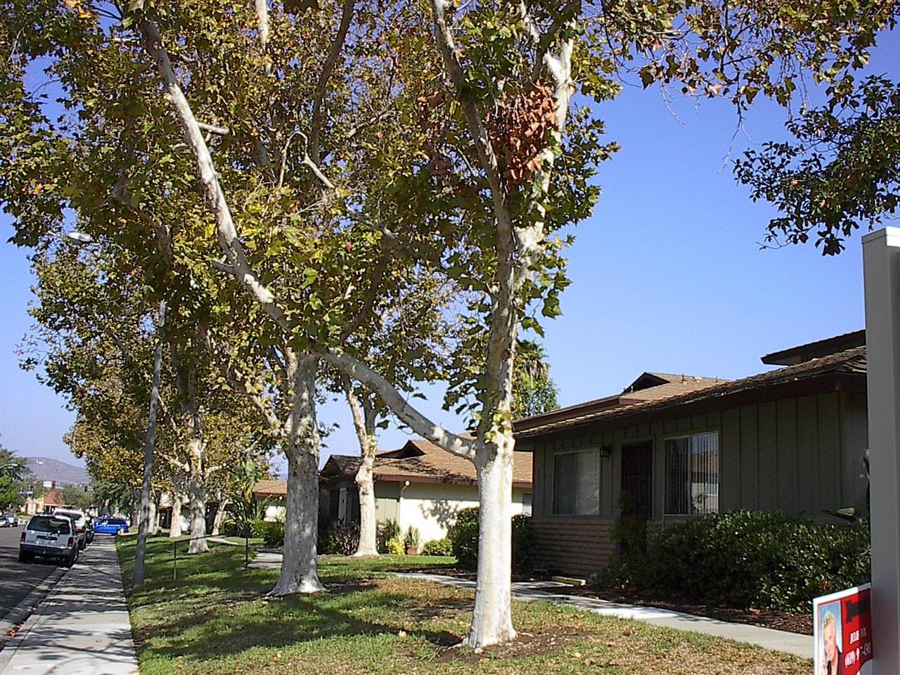 8833 Mission Greens Road, Unit 3 Santee, CA 92071 - Photo 9 of 12 Nice tree lined street leads to Trolley Square Shopping Center and convenient trolley stop...approx. 4 blocks away.