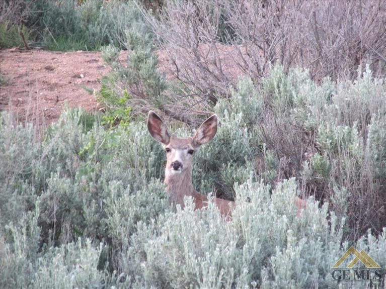 24261 Jacaranda Drive Tehachapi, CA 93561 - Photo 19 of 20