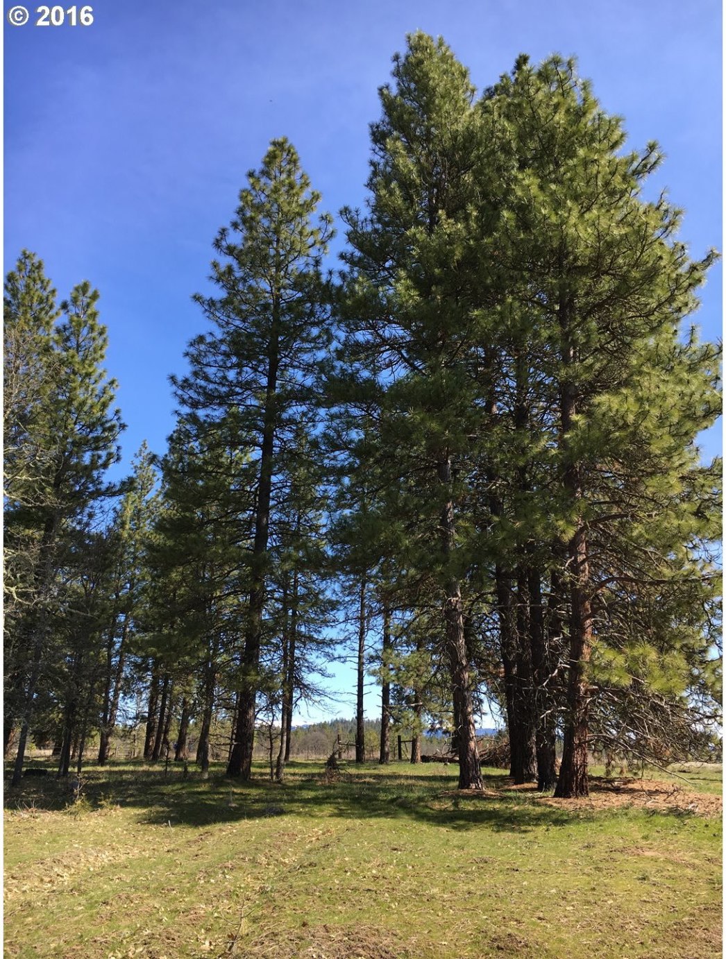 Whispering Pines Goldendale, WA 98620 - Photo 8 of 12