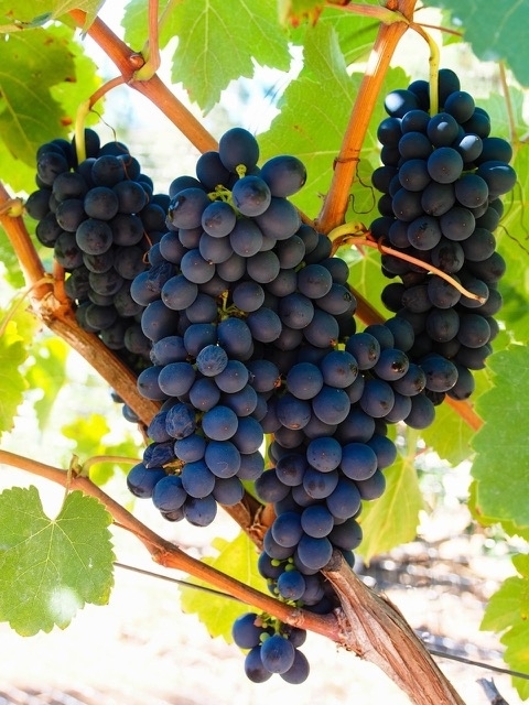 3227 Violet Ridge Encinitas, CA 92024 - Photo 19 of 20