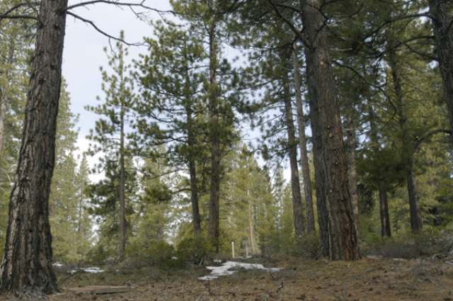 11759 China Camp Road Truckee, CA 96161 - Photo 4 of 7