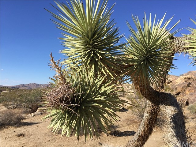 8140 Skyline Drive Joshua Tree, CA 92252 - Photo 13 of 27 This is your private landscaping with this unique five acres in the Mojave Desert. It is a bird nest in one of the onsite Joshua Trees. Call agent for complete details and an appointment to tour this incredible property.