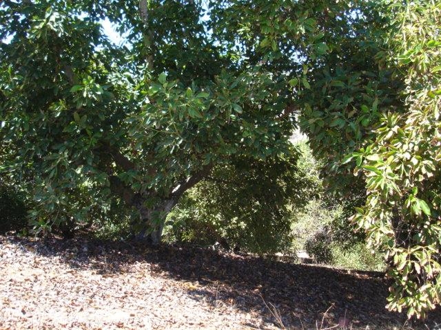 48 Ritson Road Bonsall, CA 92003 - Photo 21 of 25 Gallery Image 21