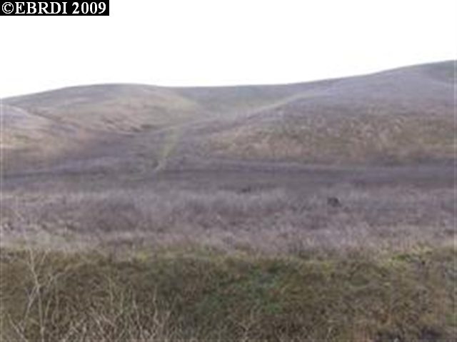 0 Collier Canyon Road Livermore, CA 64561 - Photo 1 of 1 Gallery Image 1