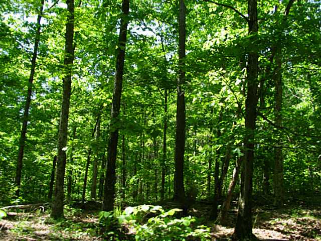 2126 2nd Creek Road Lutts, TN 38471 - Photo 12 of 15