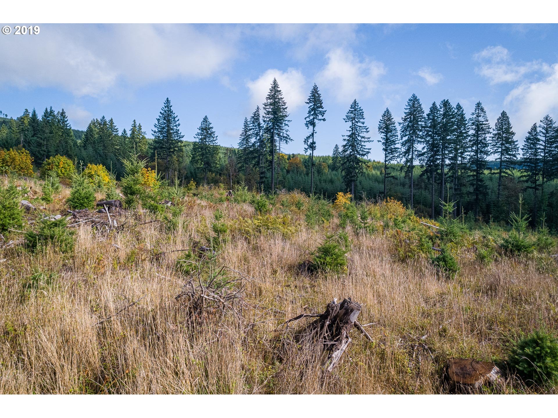Boiler Creek Road Springfield, OR 97478 - Photo 8 of 25 Gallery Image 8