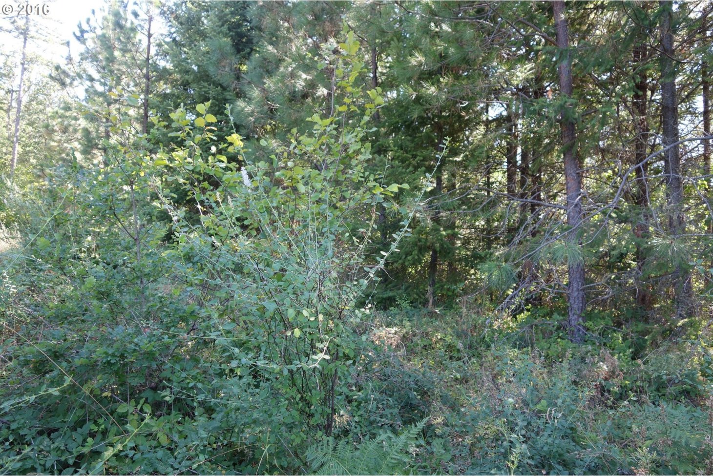 Vista Ridge Road White Salmon, WA 98672 - Photo 7 of 9 Gallery Image 7