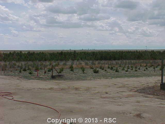 1140 Harding Road Yoder, CO 80864 - Photo 7 of 11 Over All view of trees from the Shed